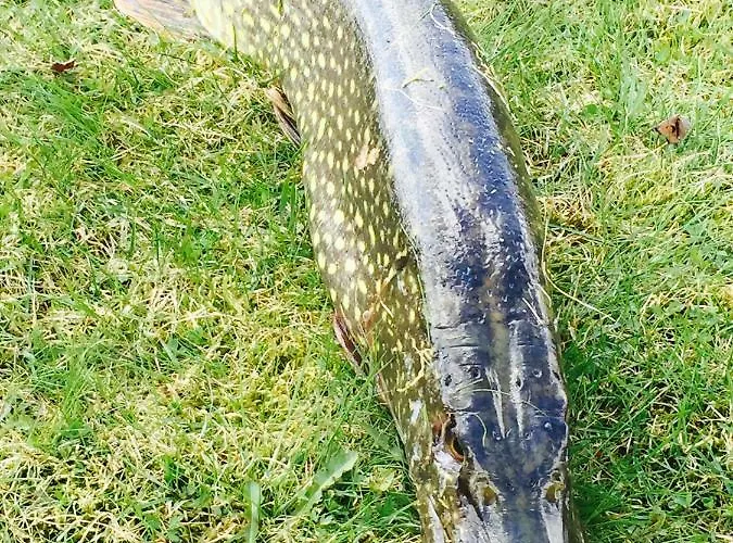 Wonderful By The Ferienhaus Hautjarvi